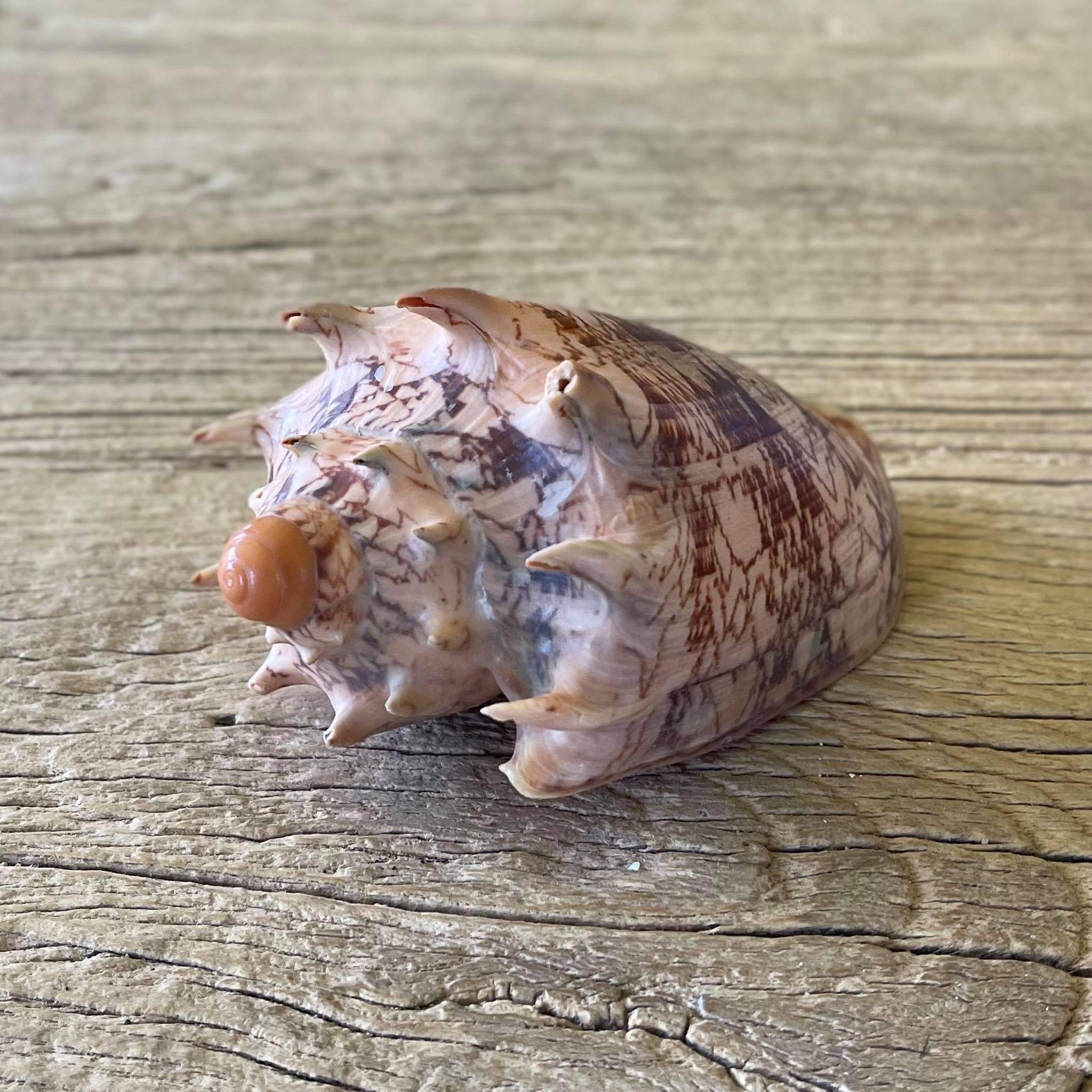 Imperial volute shell