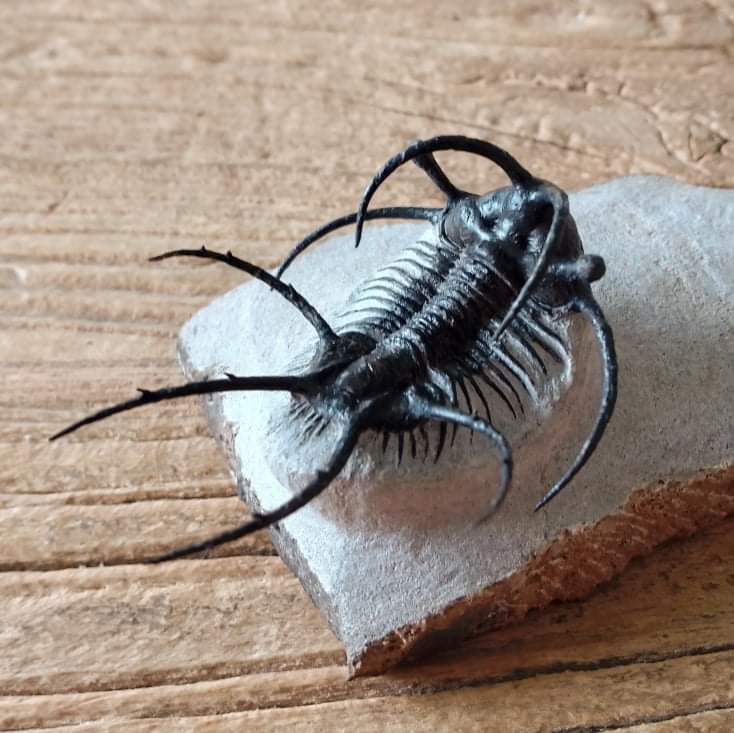 Ceratarges trilobite fossil