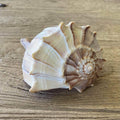 Sinistrofulgur perversum shell