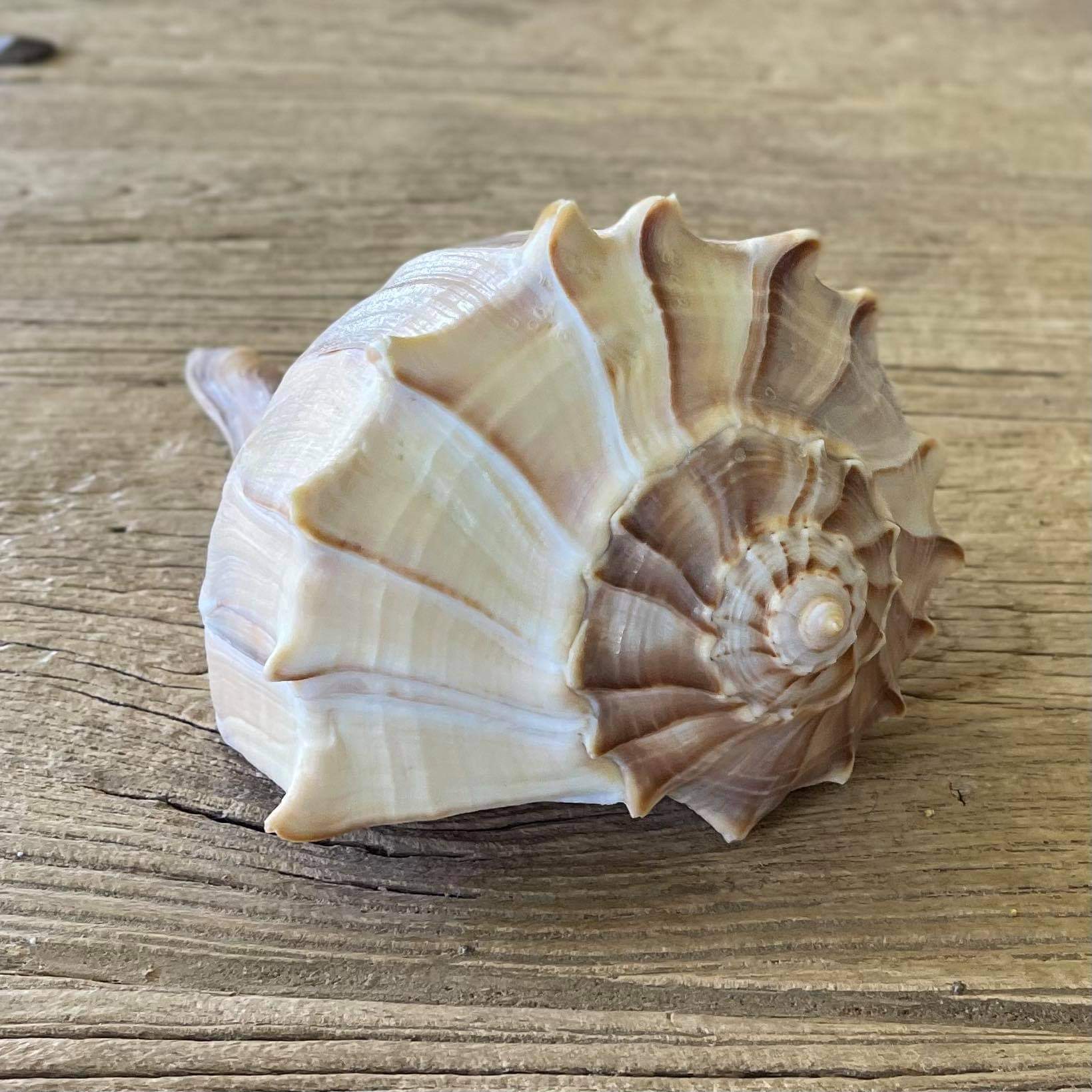 Sinistrofulgur perversum shell