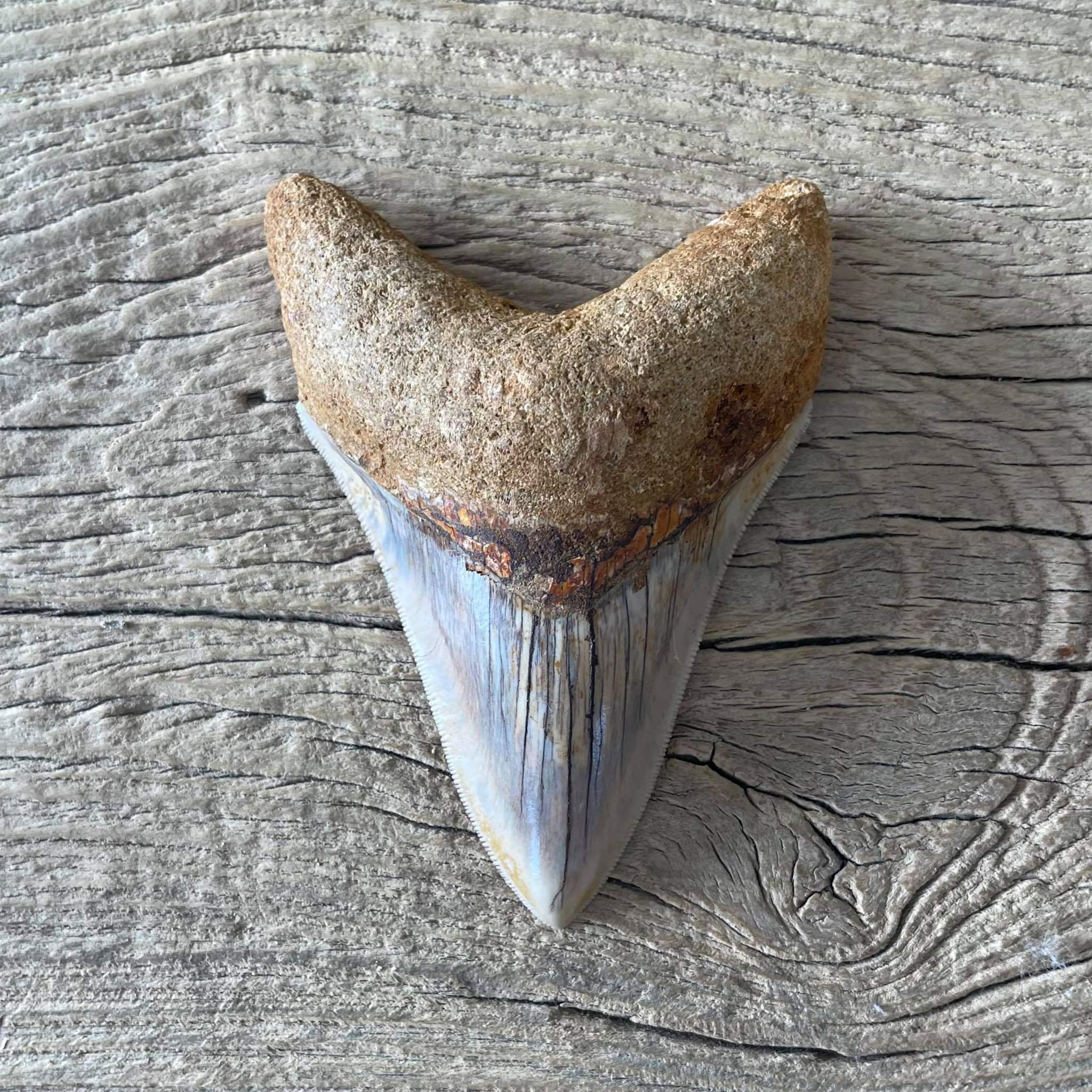 Megalodon tooth fossil