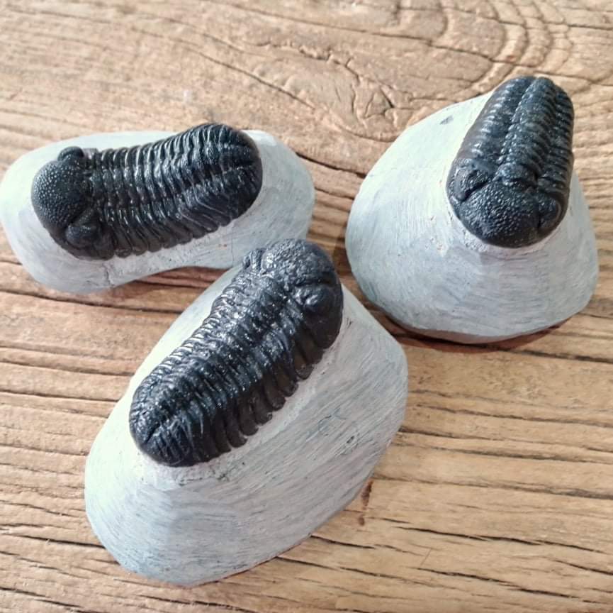 Phacops trilobite fossil