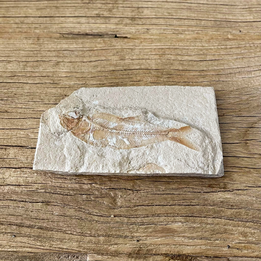 Sedenhorstia dayi fossil