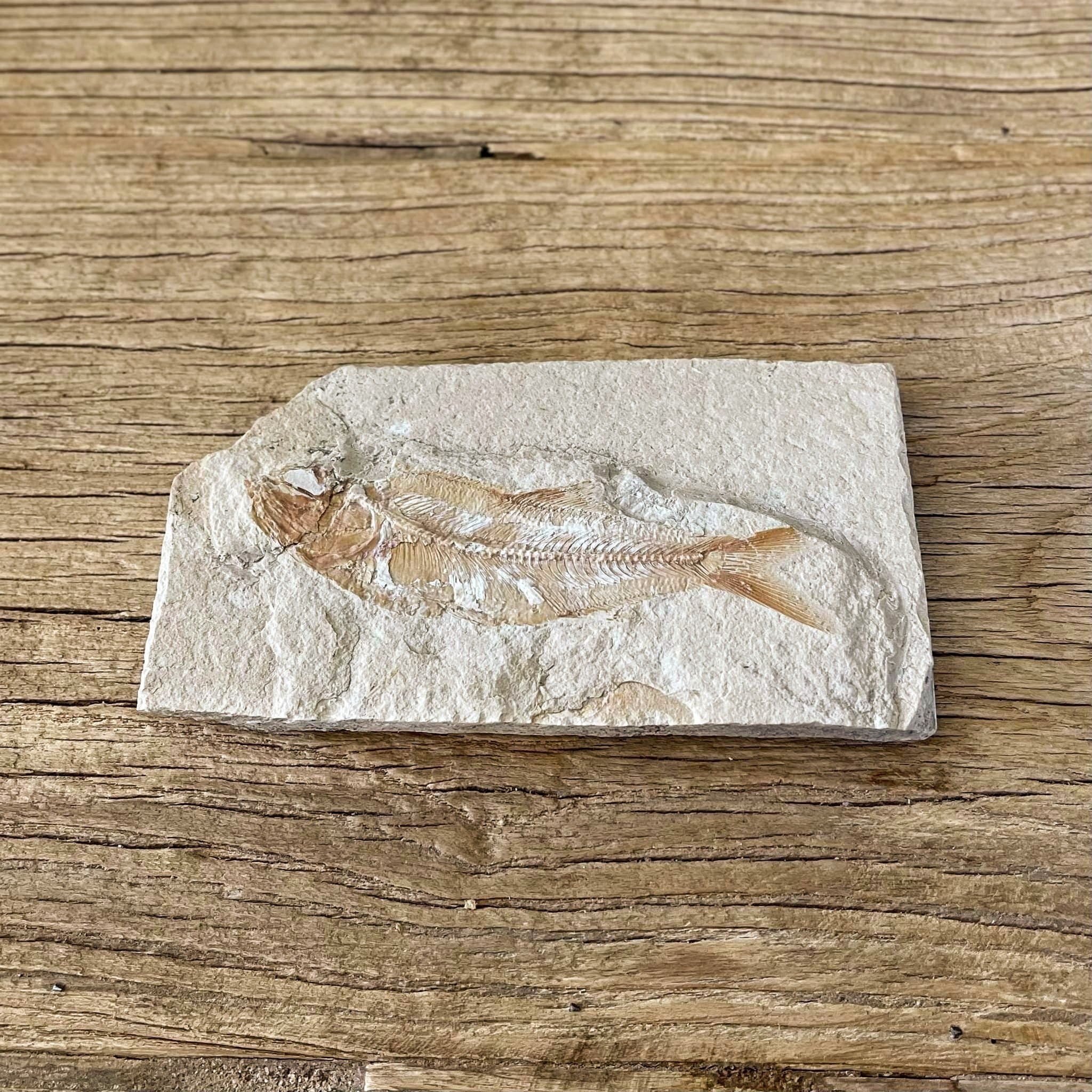 Sedenhorstia dayi fossil