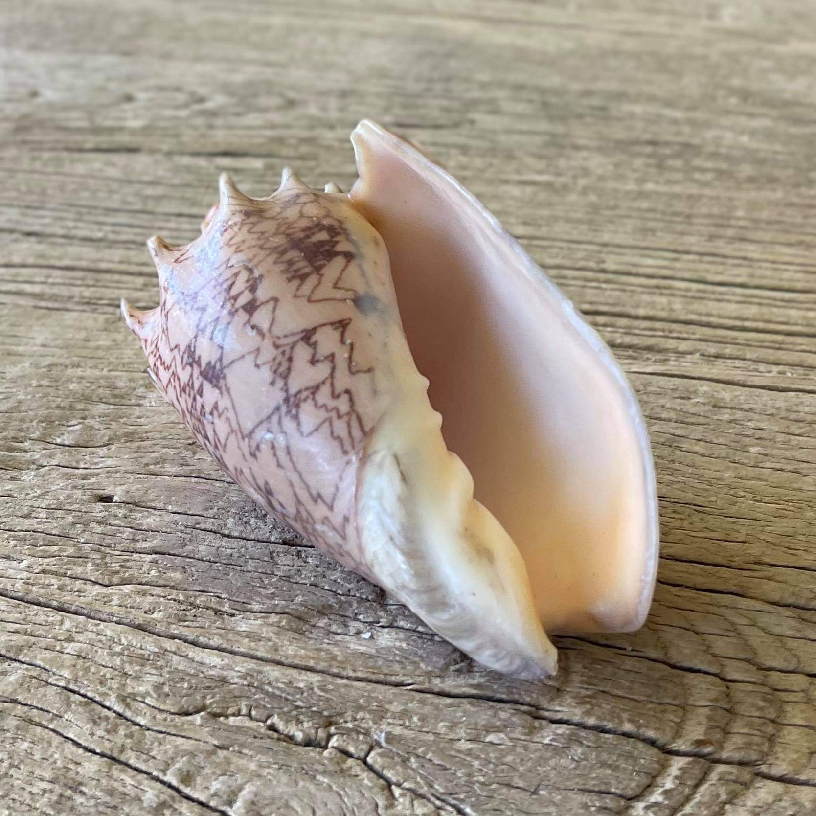 Imperial volute shell