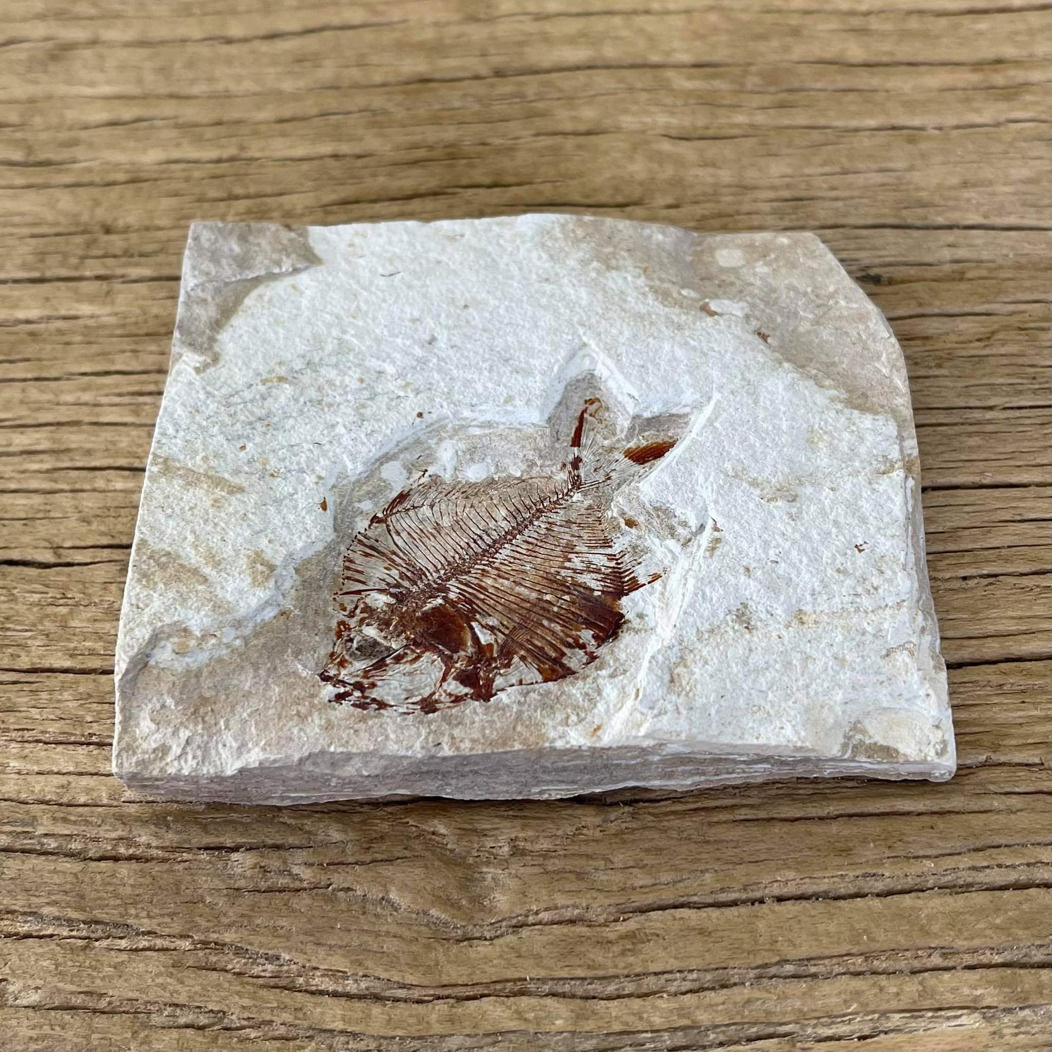 Diplomystus birdi fossil