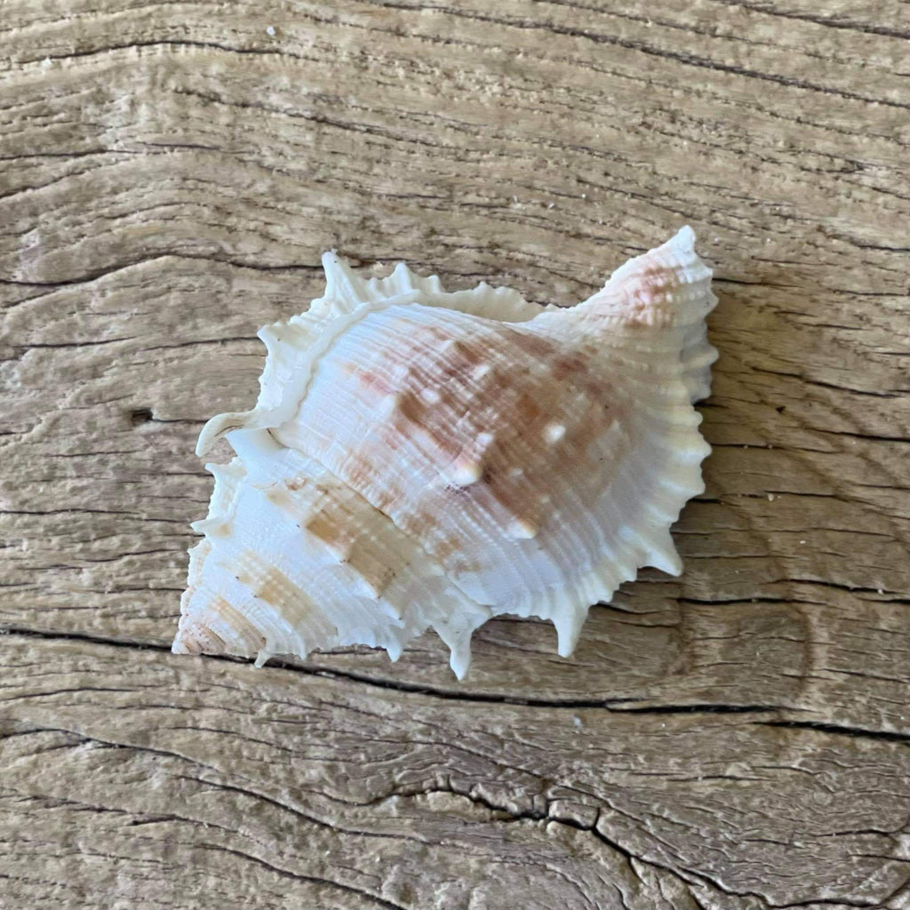 Bufonaria rana shell