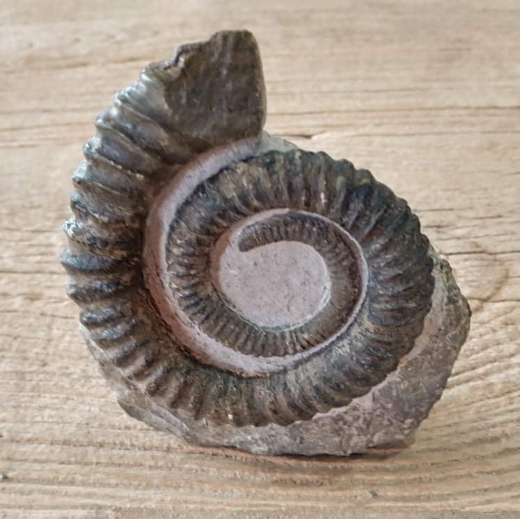 Anetoceras ammonite fossil