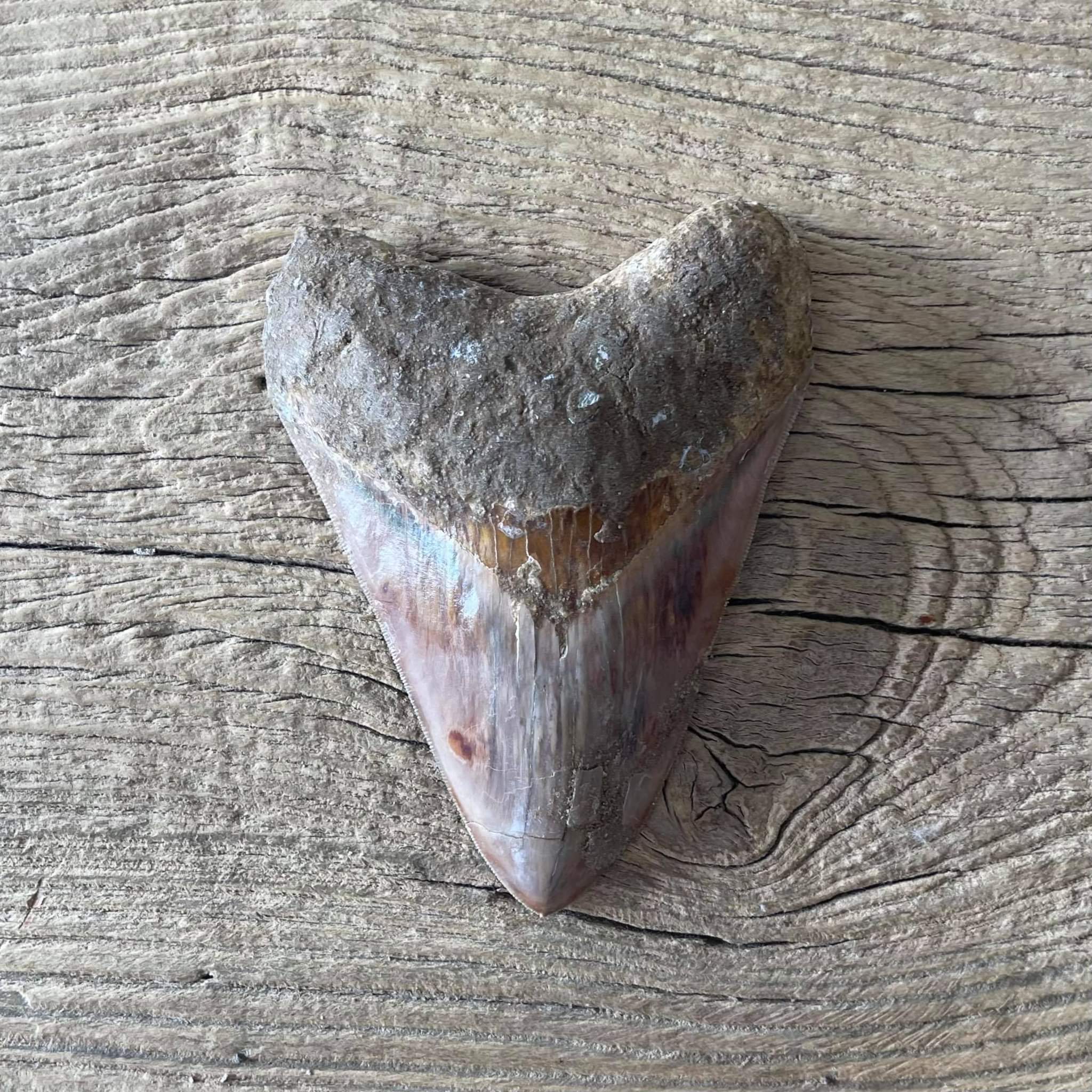 Megalodon tooth fossil