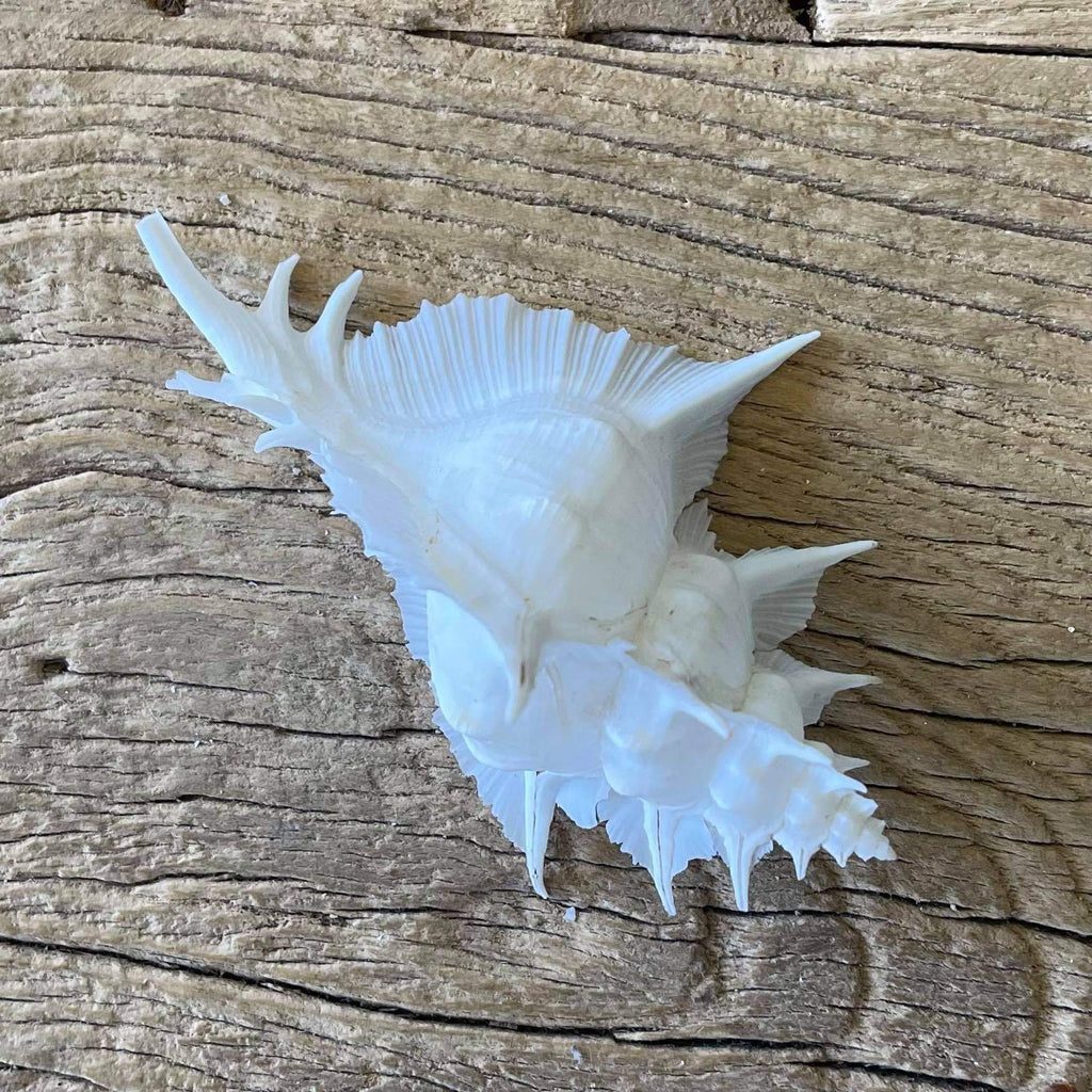 Alabaster murex shell