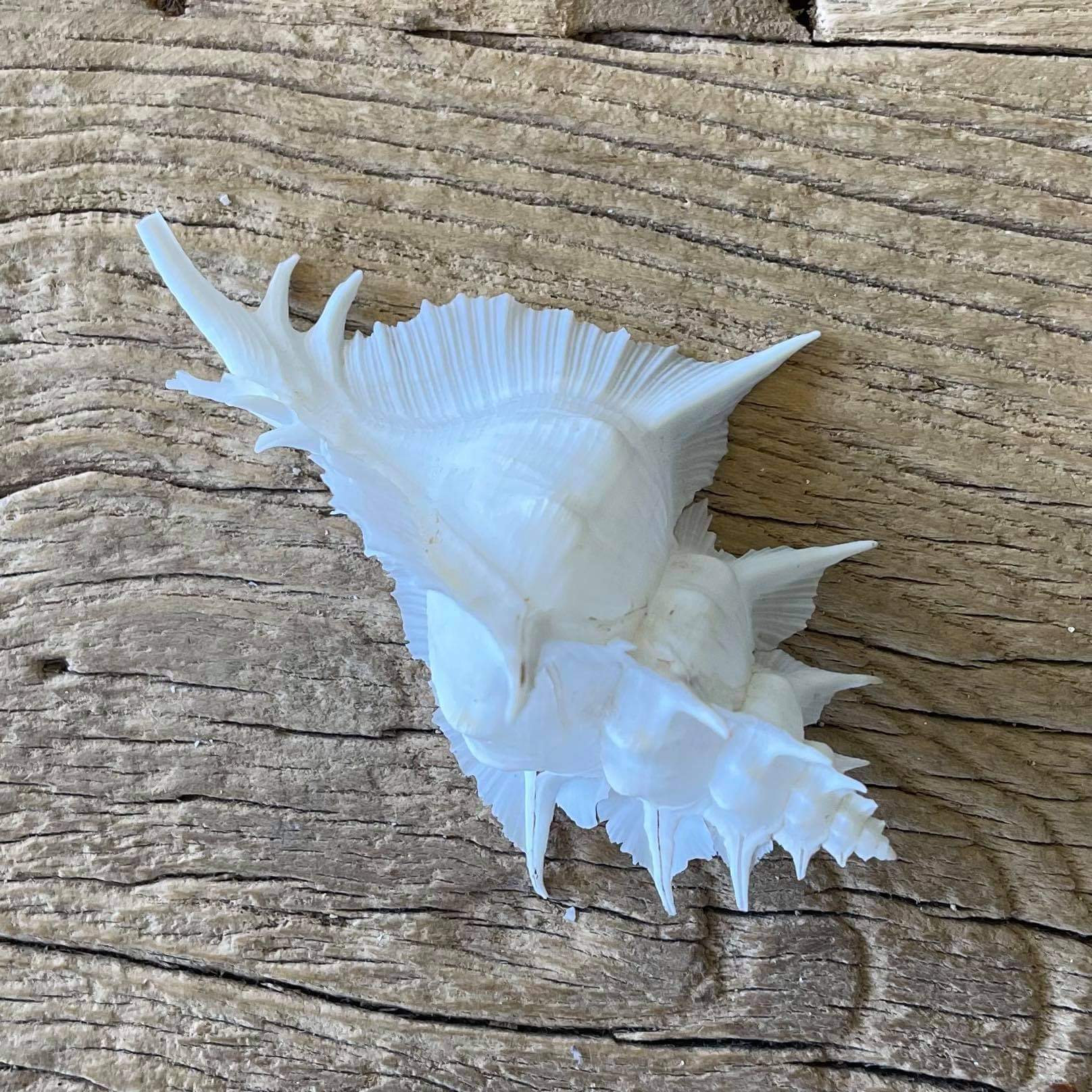 Alabaster murex shell