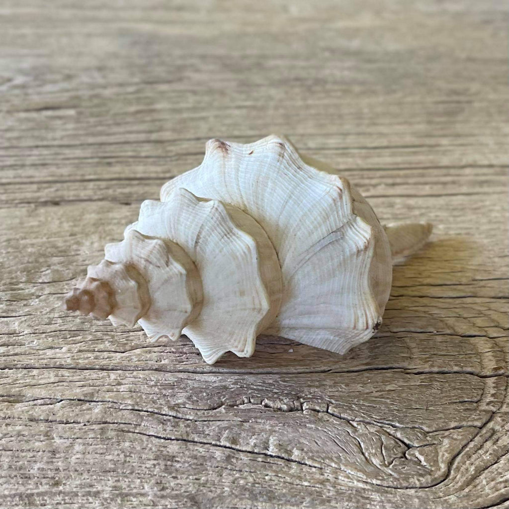 Penion cuvierianus shell