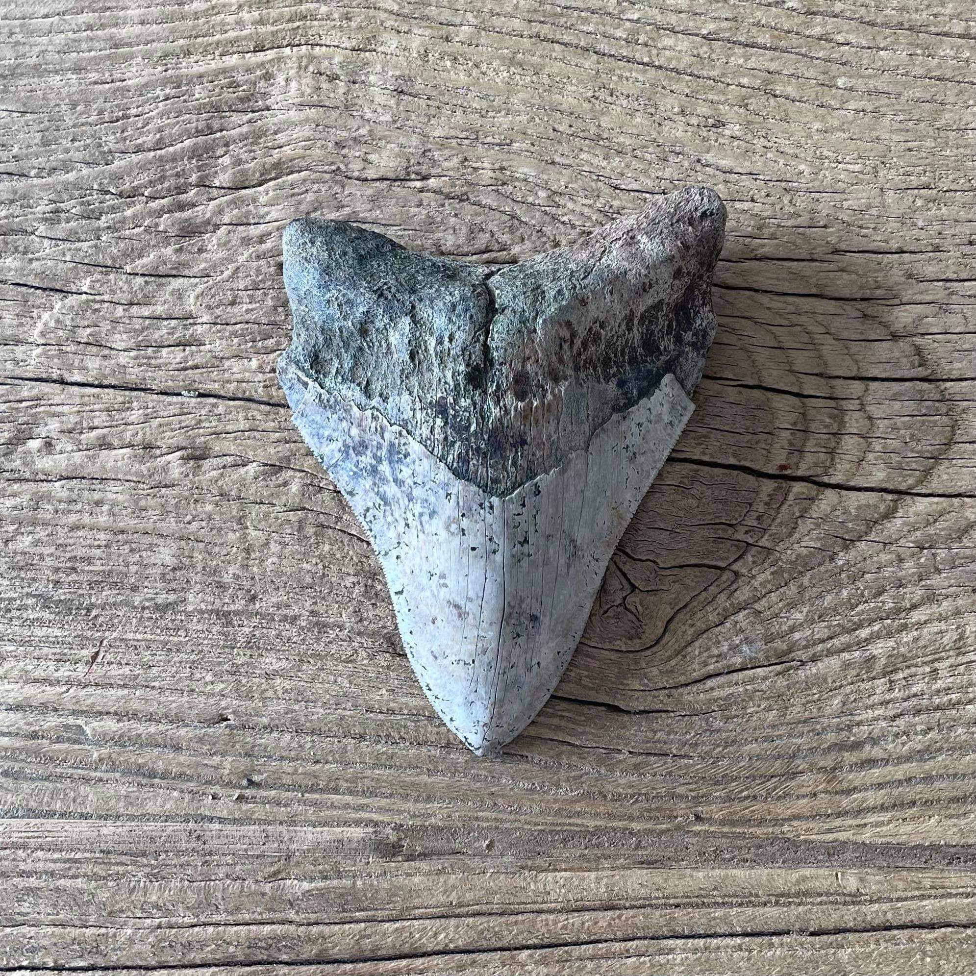 Megalodon tooth fossil