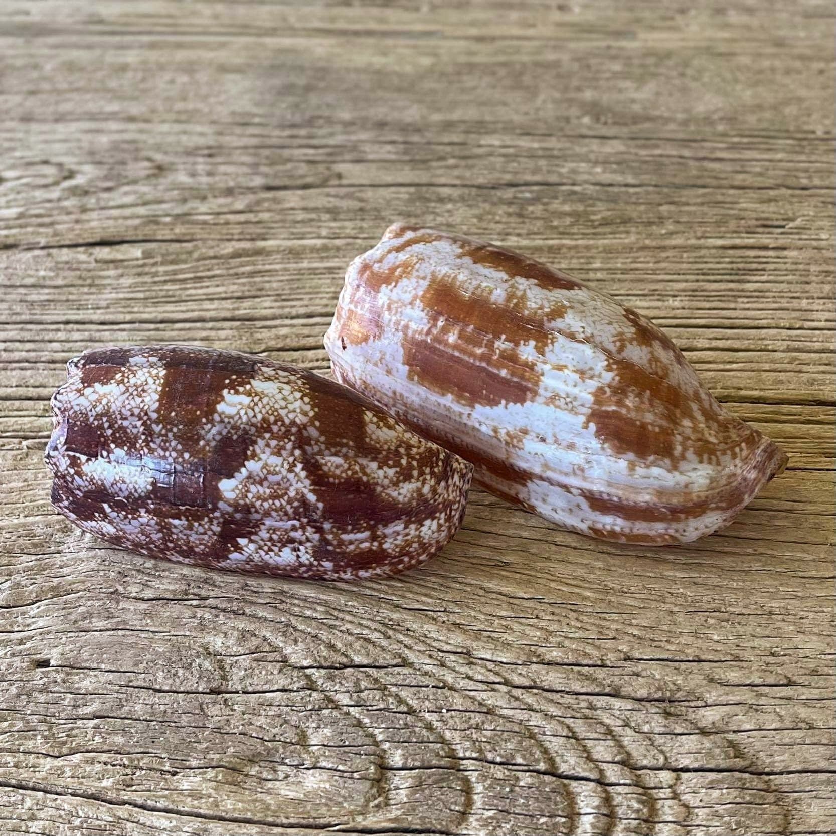 Conus geographus shell