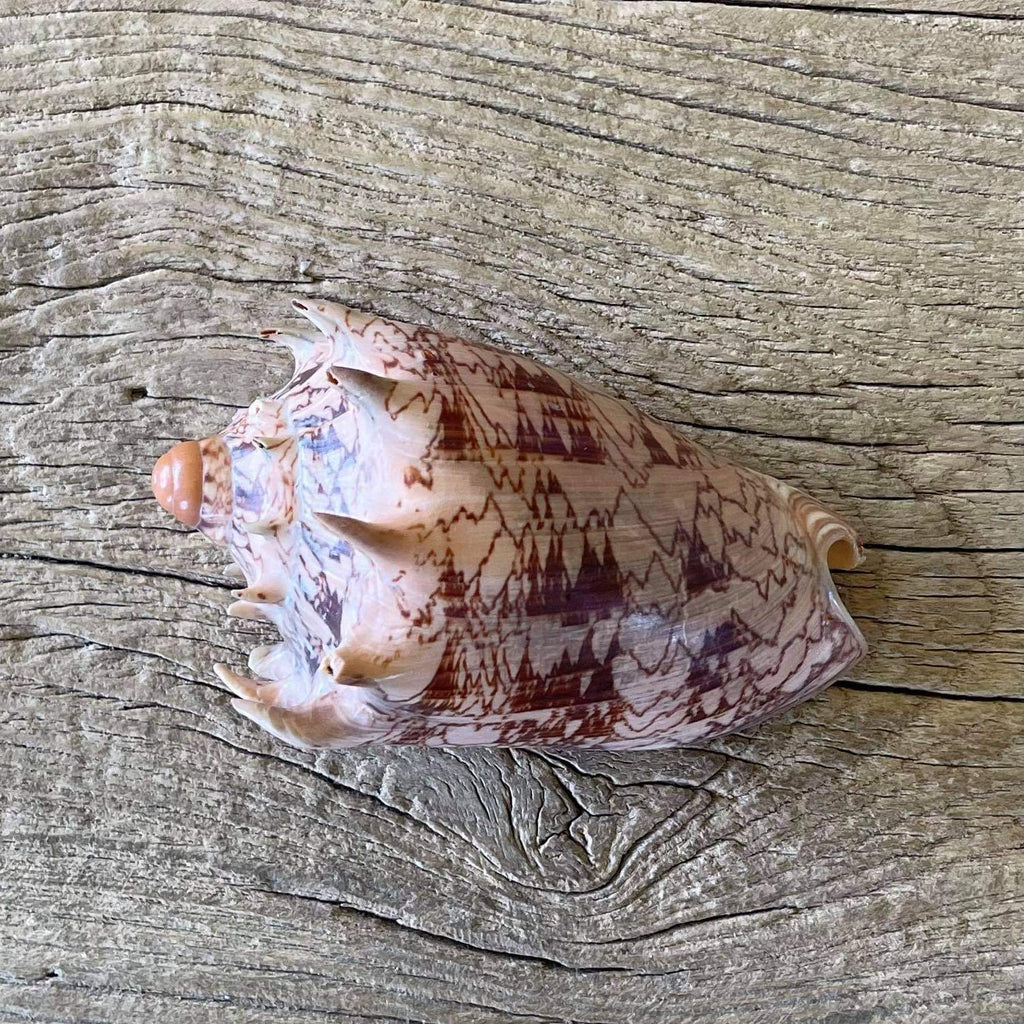 Imperial volute shell