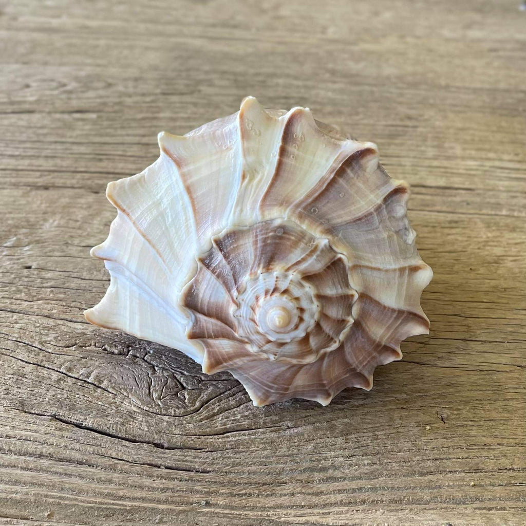 Sinistrofulgur perversum shell