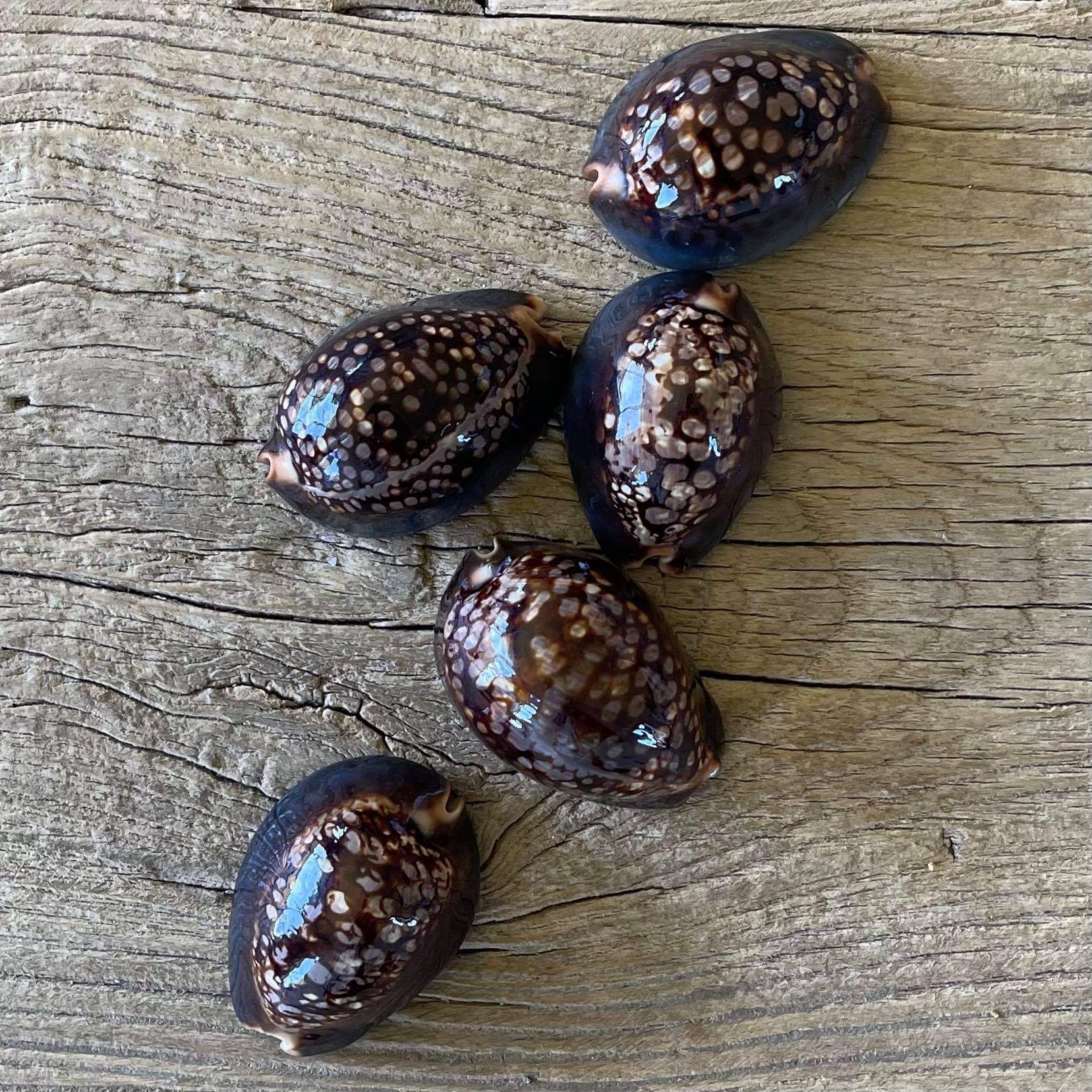 Mauritius cowrie shell