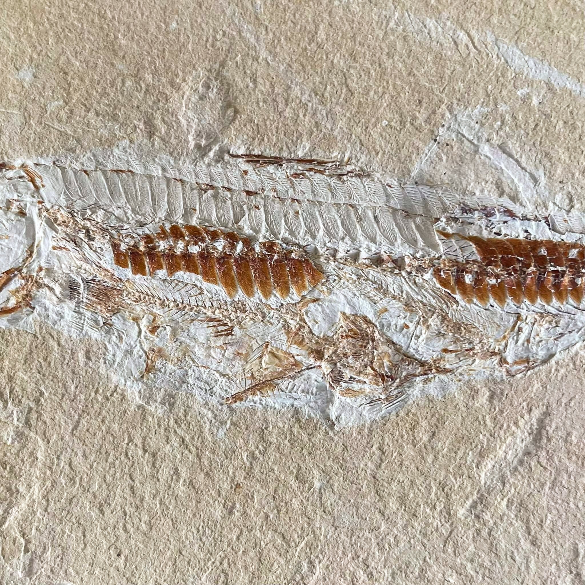 Prionolepis fossil