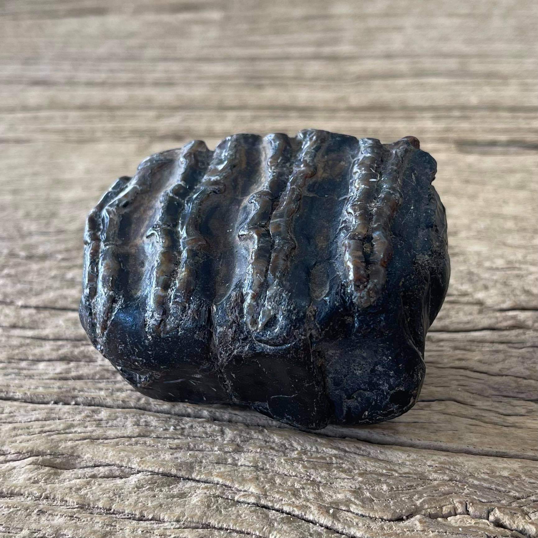 Stegodon tooth fossil