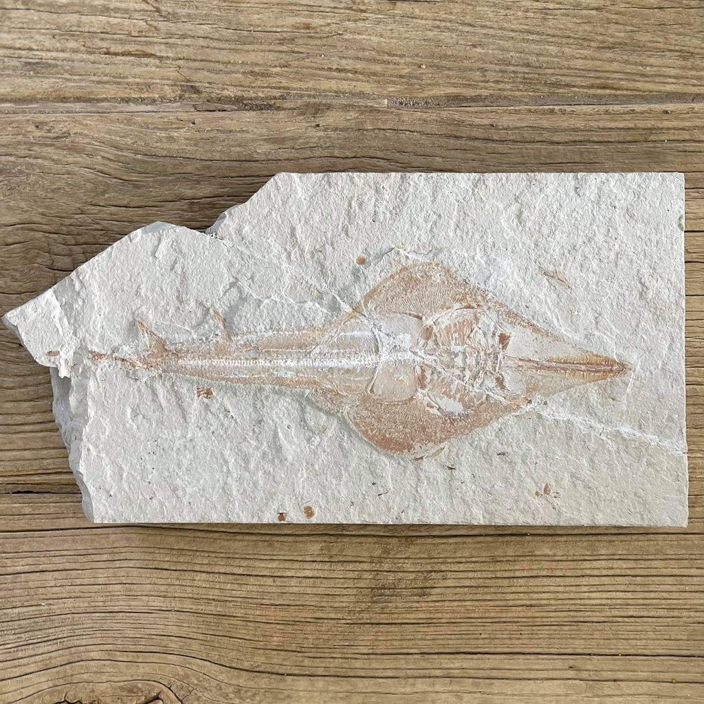 Rhinobatos fossil