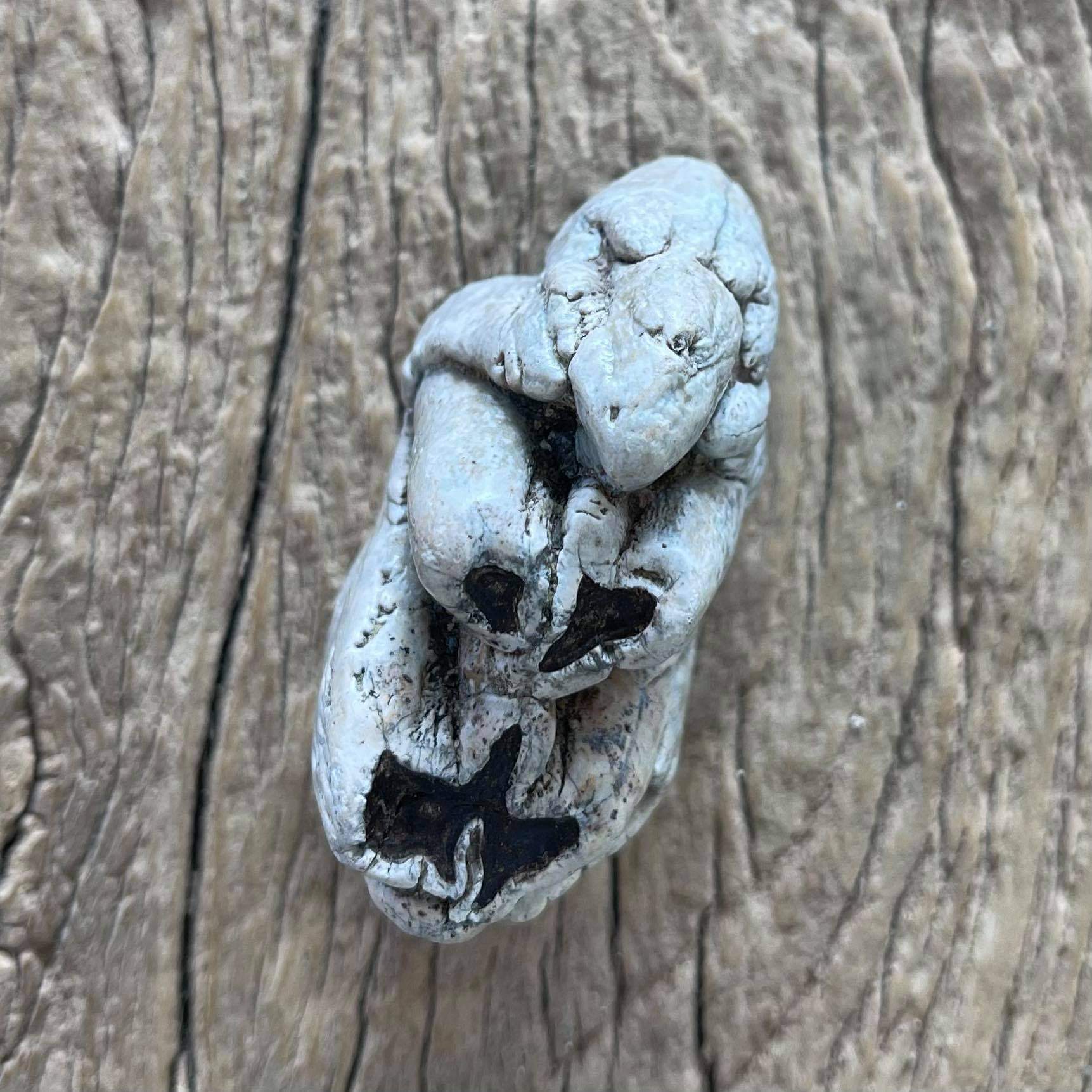 Hippopotamus tooth fossil