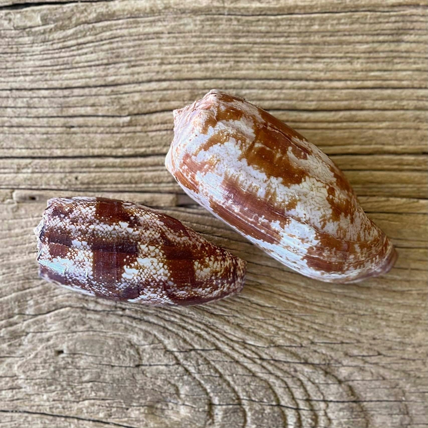 Conus geographus shell