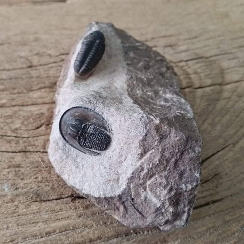 Harpes trilobite fossil