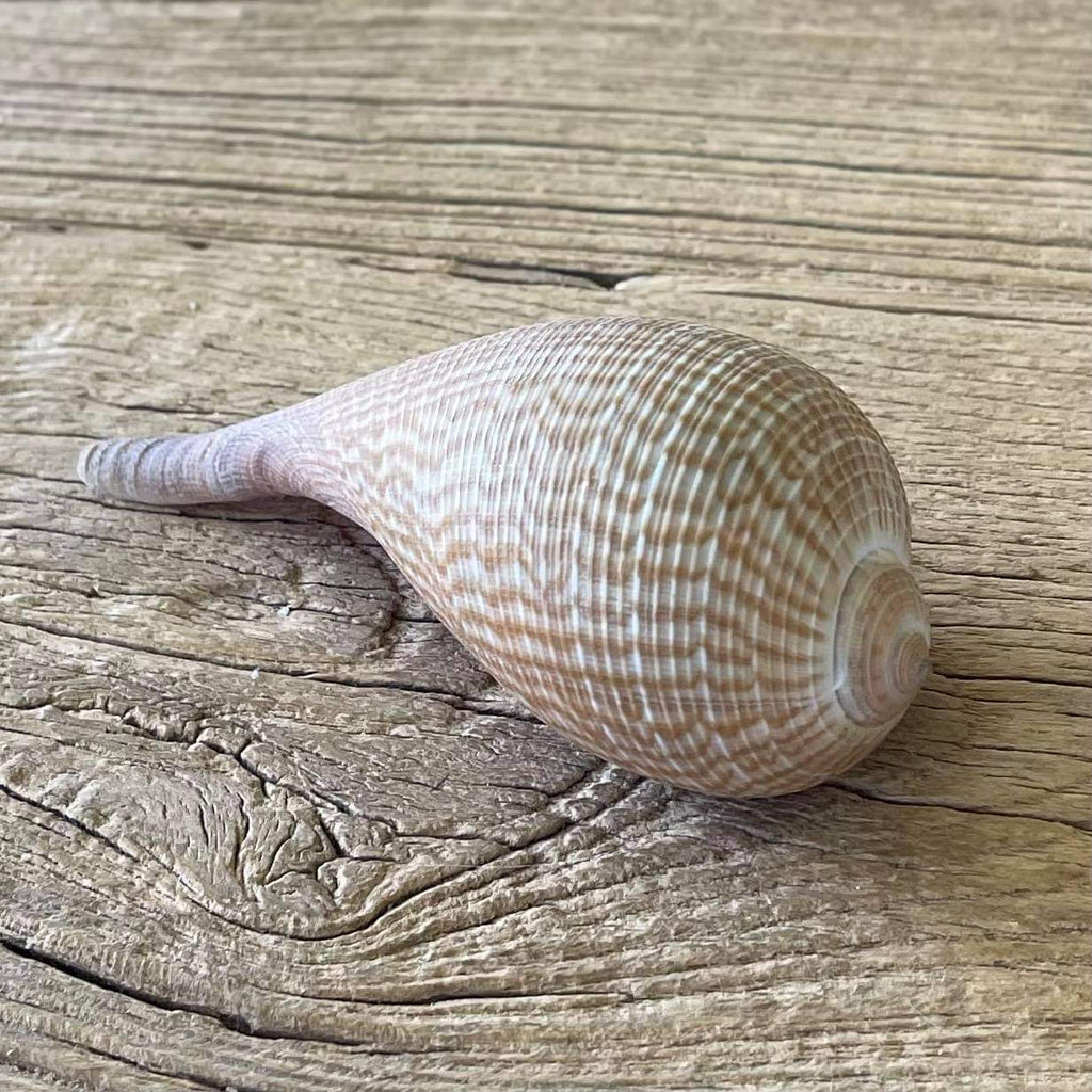 Ficus gracilis shell