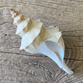 Penion cuvierianus shell