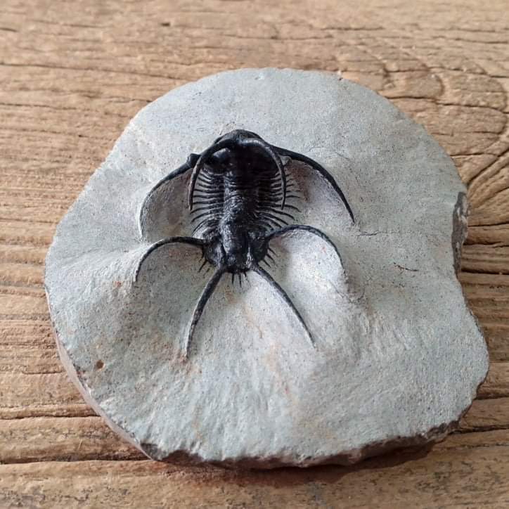 Ceratarges trilobite fossil