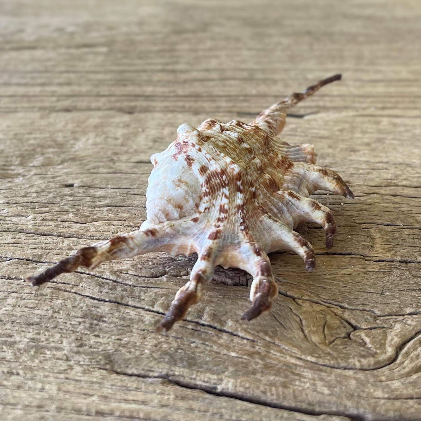 Scorpion spider shell