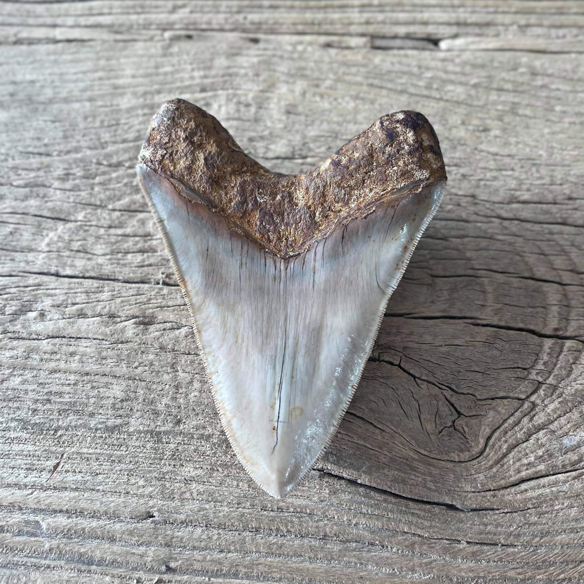 Megalodon tooth fossil