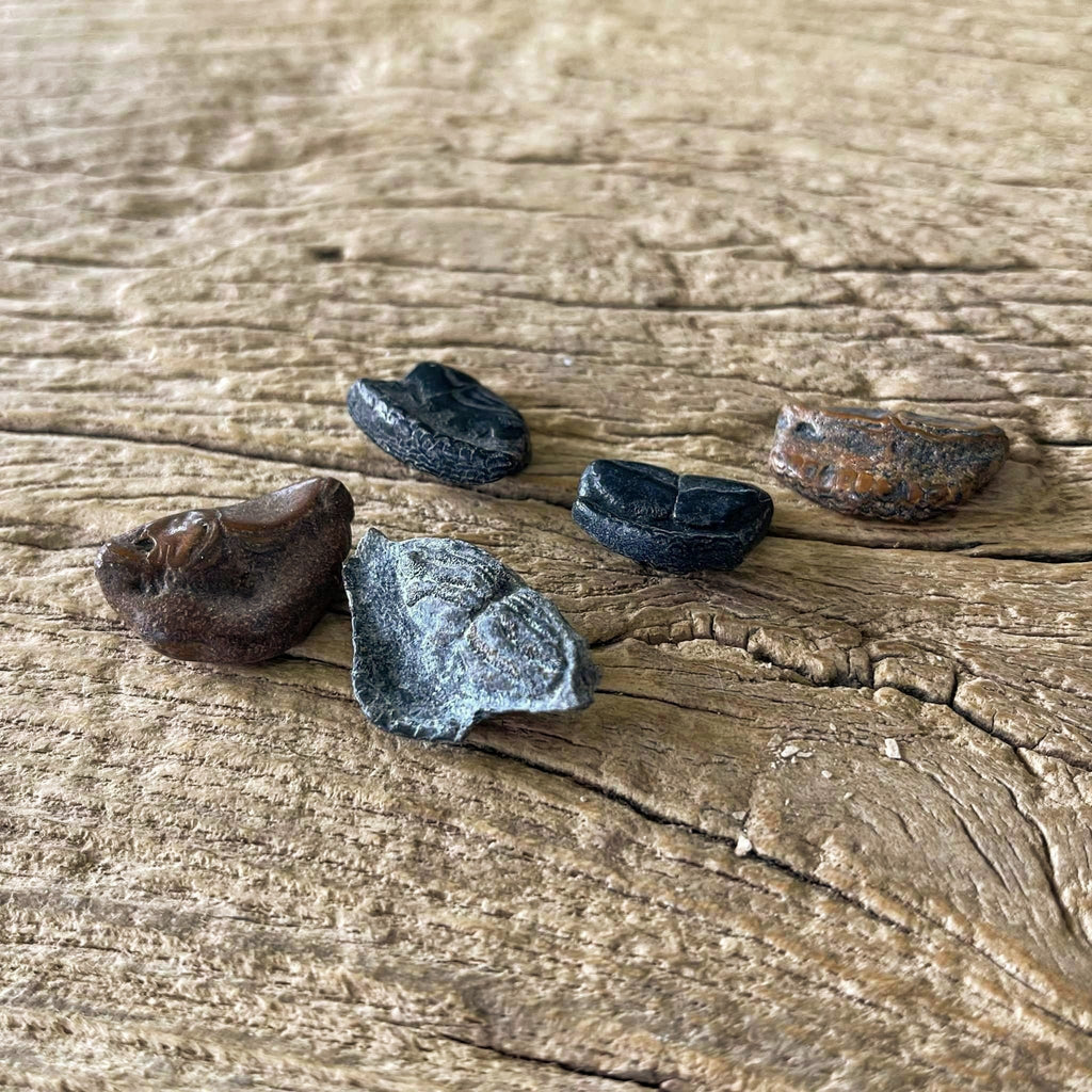 Parrotfish mouthplate fossils