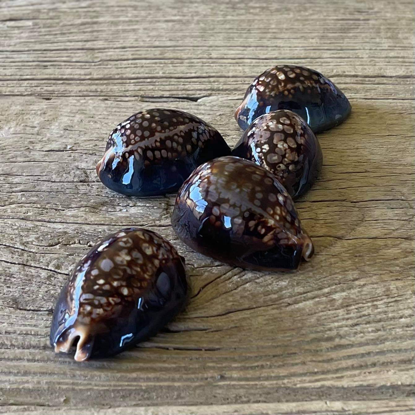 Mauritius cowrie shell