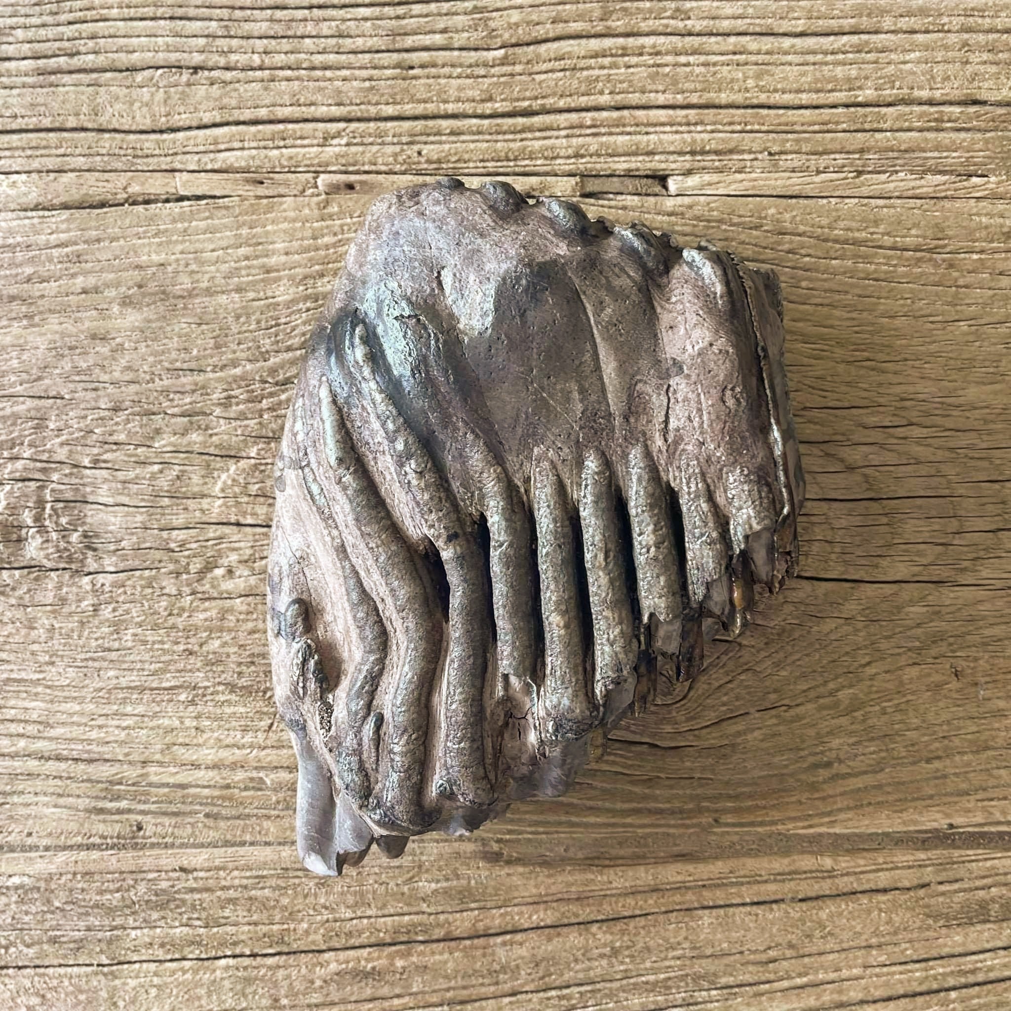 Stegodon tooth fossil