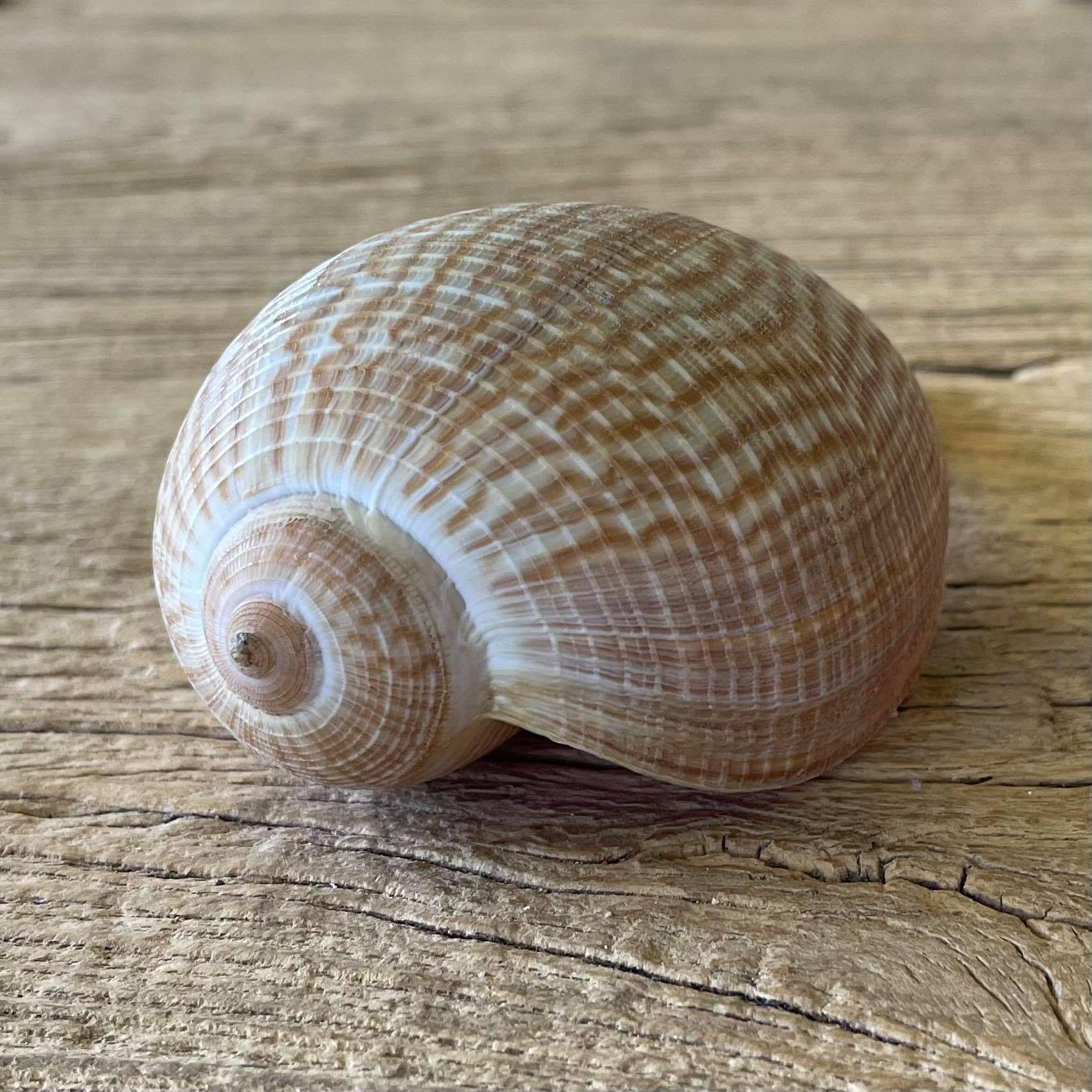 Ficus gracilis shell