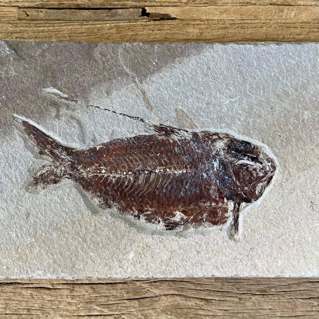 Nematonotus fossil