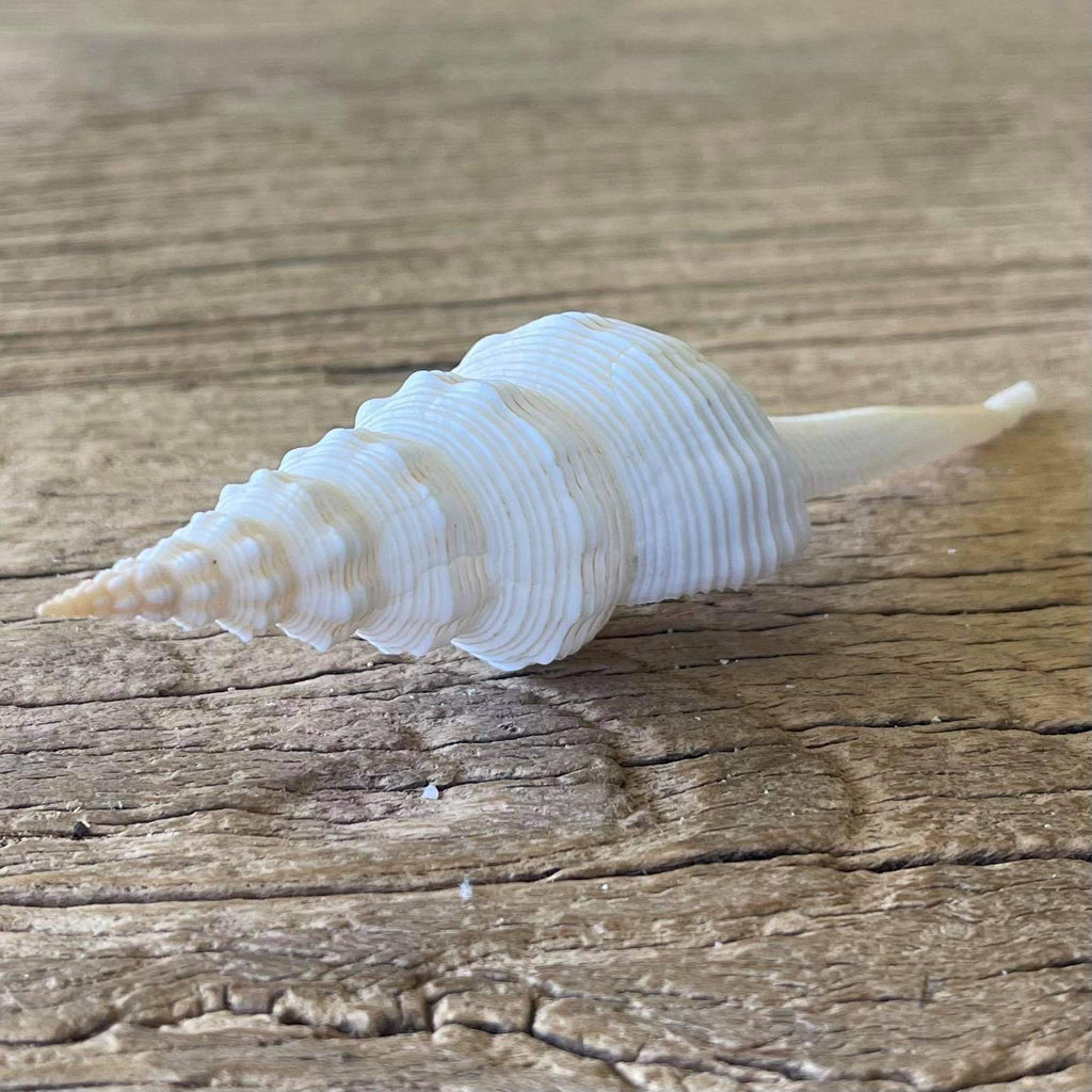 Fusinus colus shell