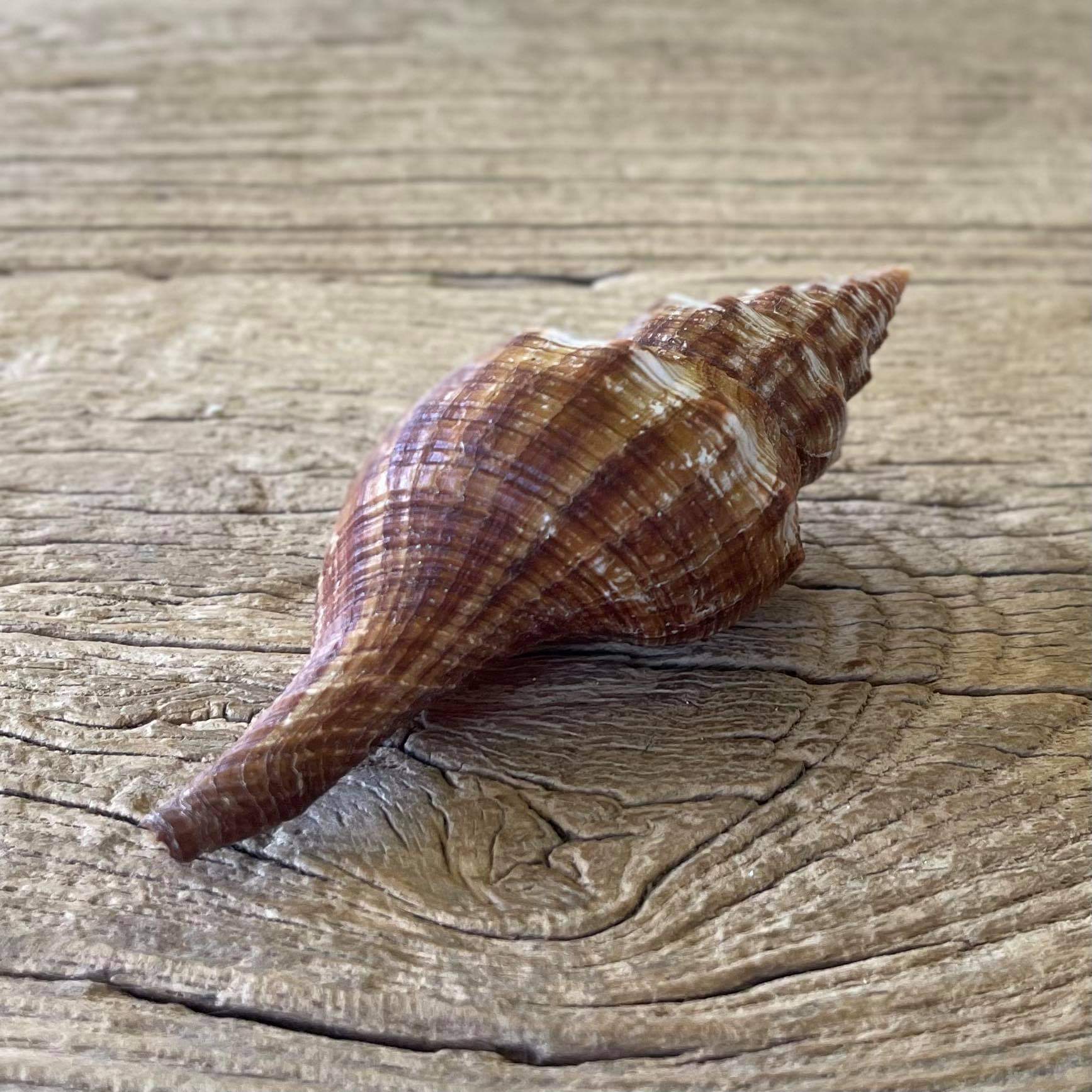 Filifusus filamentosa