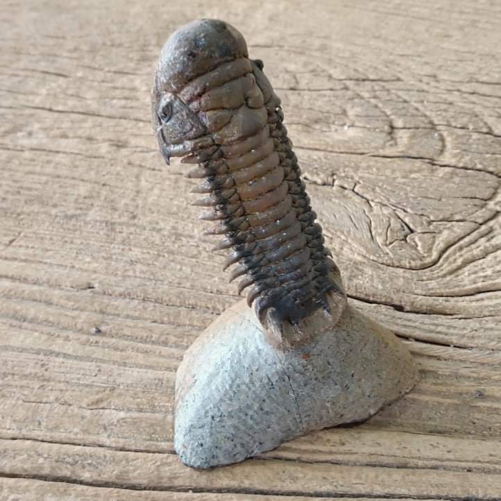 Crotalocephalus trilobite fossil