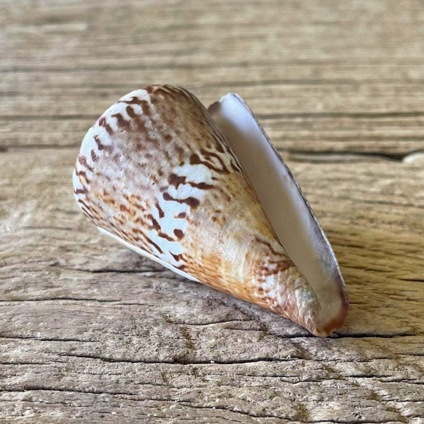 Conus capitaneus