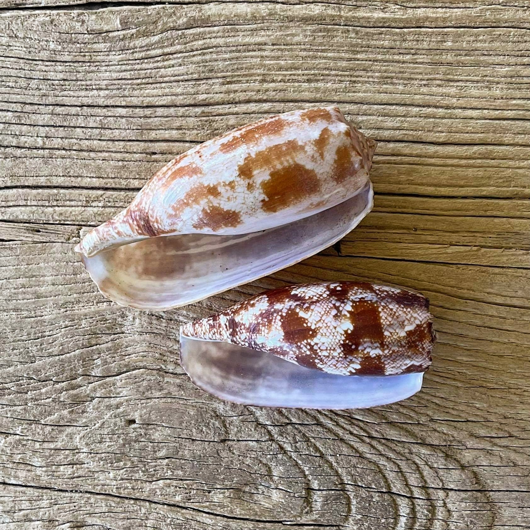 Conus geographus shell