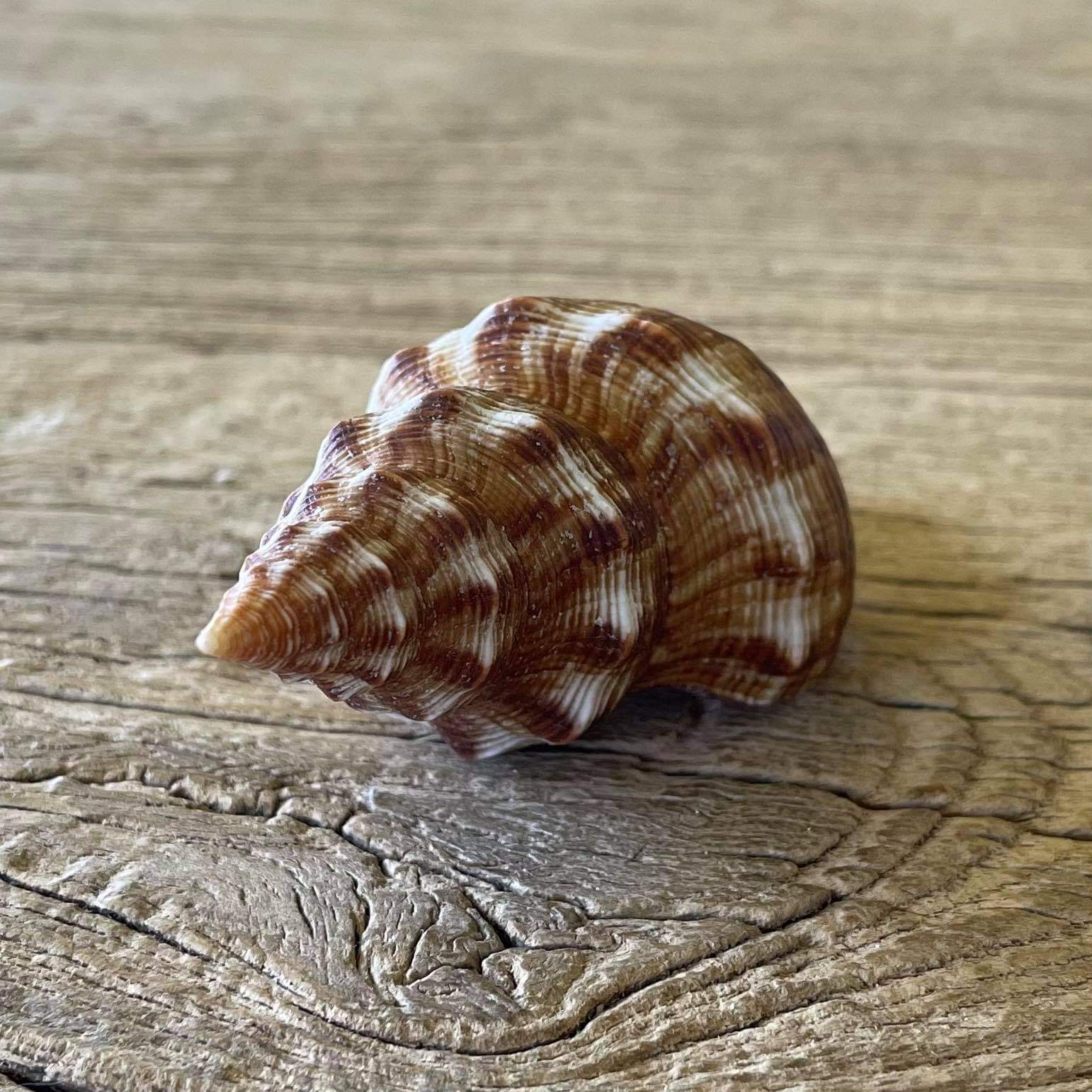 Filifusus filamentosa