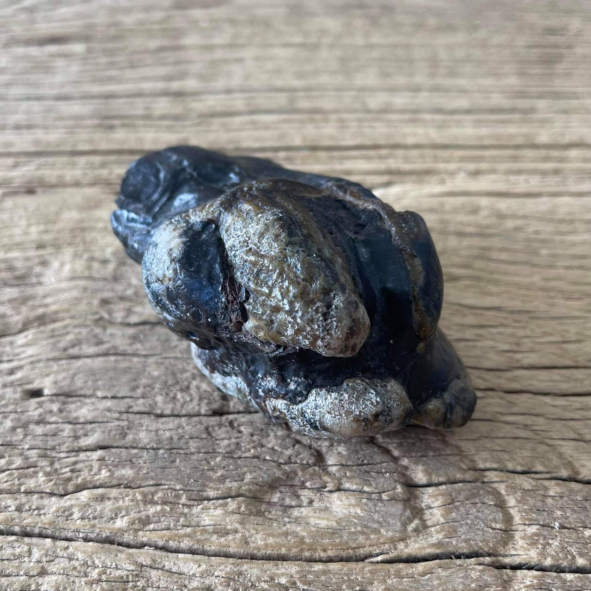 Stegodon tooth fossil