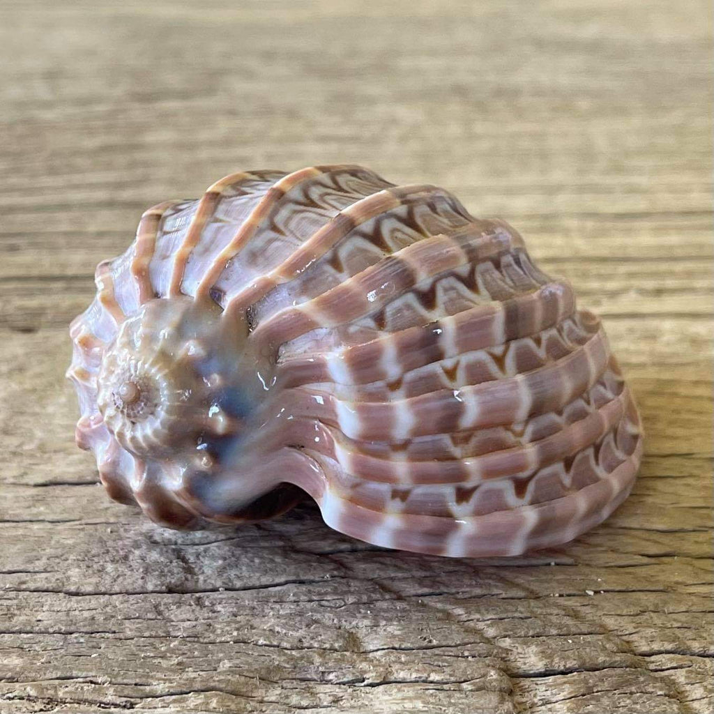 Harp shell