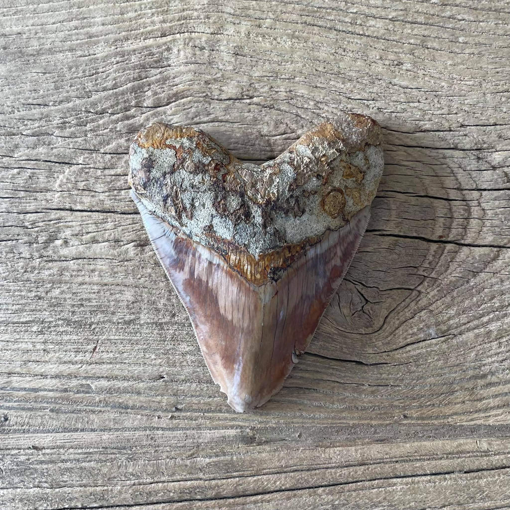Megalodon tooth fossil