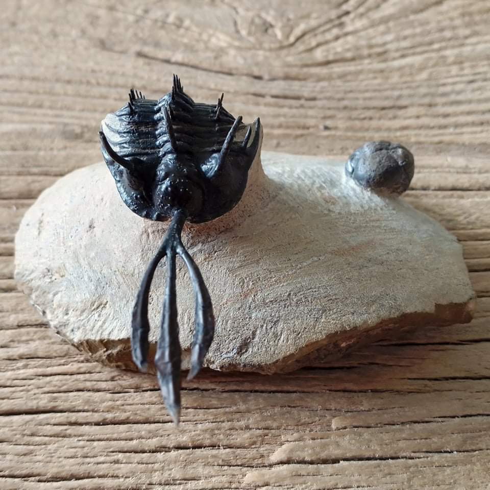 Walliserops trifurcatus Trilobite fossil