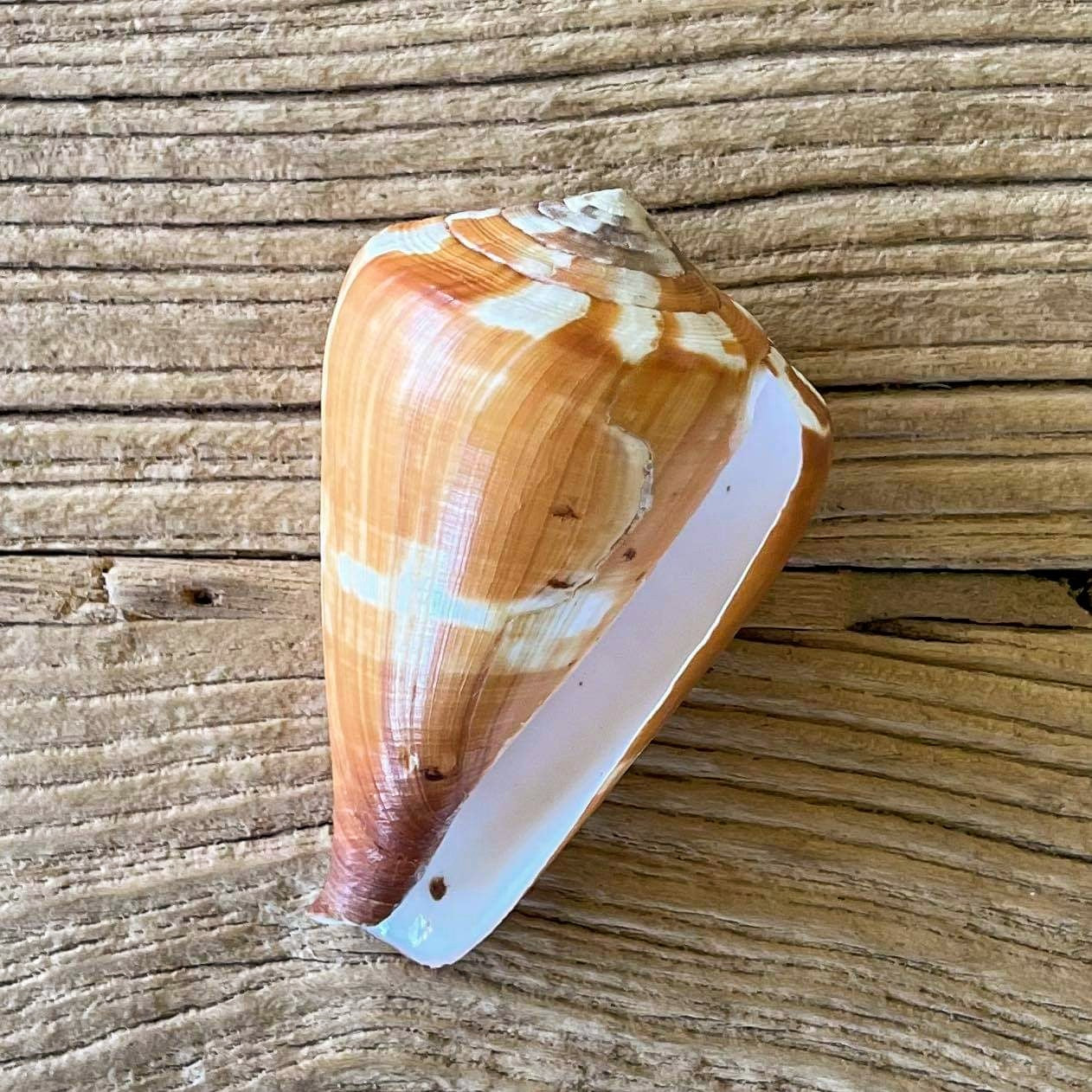 Conus vexillum