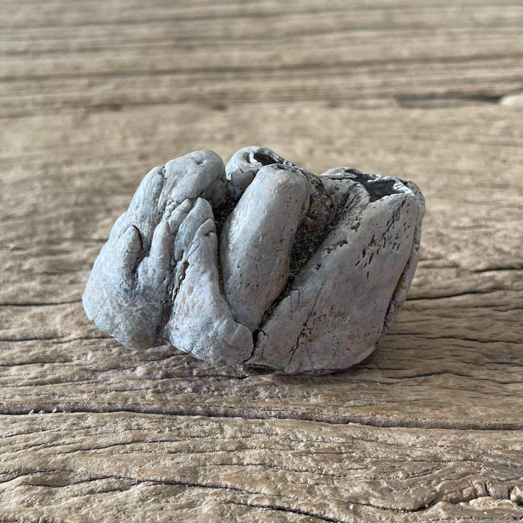 Hippopotamus tooth fossil