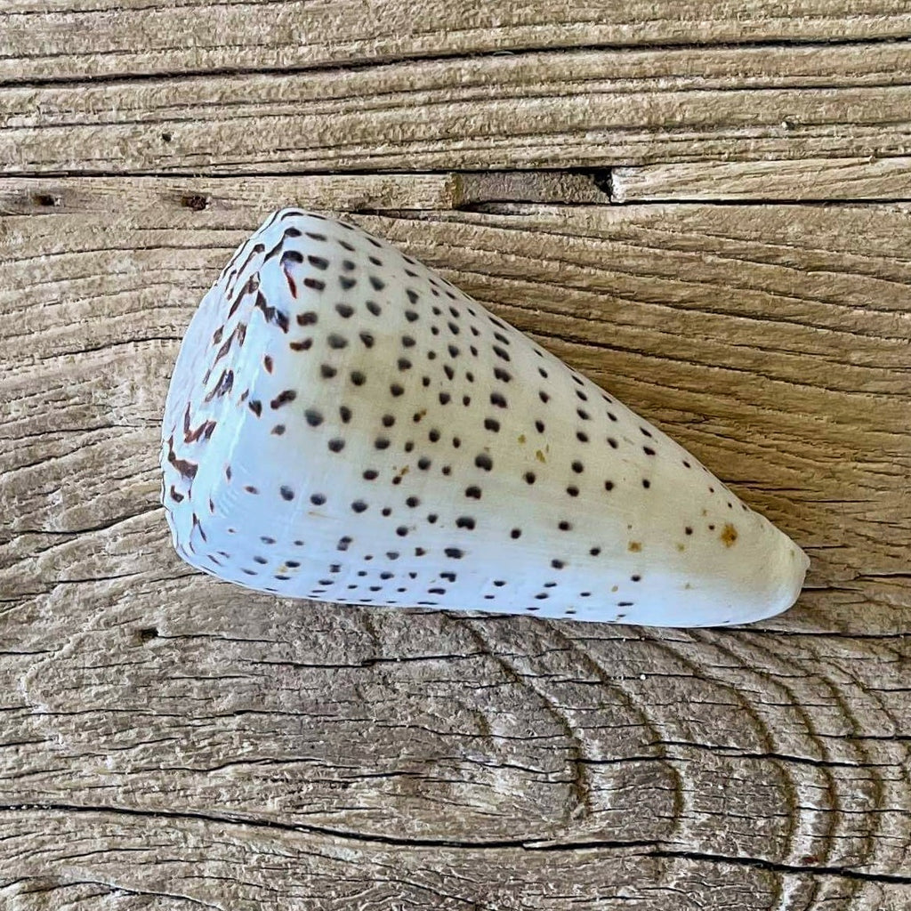 Conus leopardus